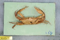 藏品(美麗長眼柄蟹)的圖片